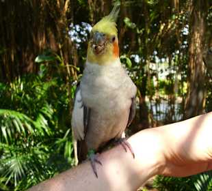 Freiflug-Voliere im Discovery Cove