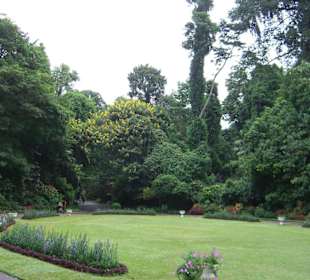 Botanischer garten