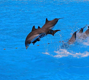Loro - Park Delfin - Show