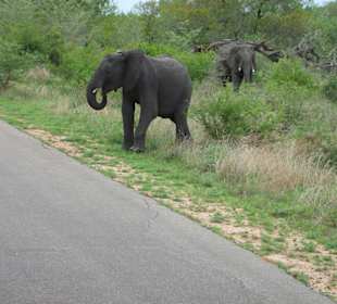 Elefant am Strassenrand
