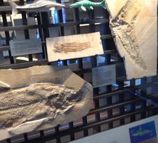 Jura-Museum