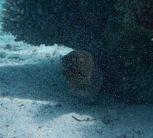 Riesenmuräne in der Bucht