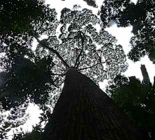 Kinabalu Nationalpark
