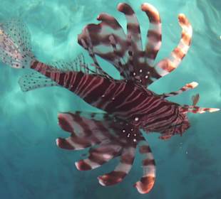 Indischer Rotfeuerfisch vom Steg aus