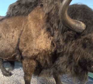 Ausstellung Eis Safari