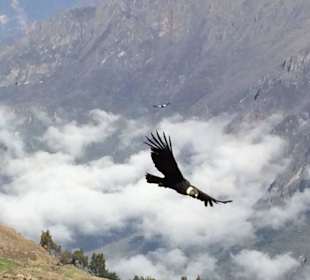 Condor Cross