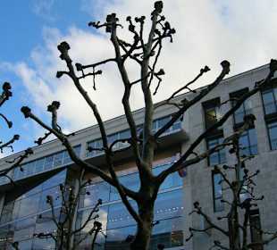 Alberi a koenig strasse