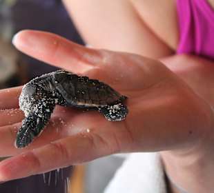 Baby Schildkröten auf Saona
