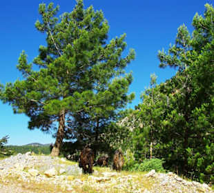 Anfahrt zum Staudamm von Side nach Manavgat