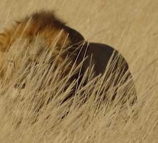 Der König der Tiere hautnah