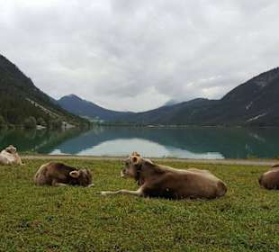 Kühe auf der gegenüberliegenden Seite des See´s