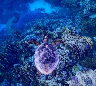 Huisrif / zeeschildpad