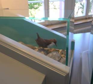 Museum für Naturkunde