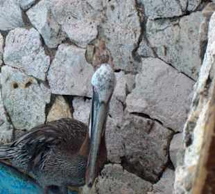 Einzige "Nicht-Flamingo" im Flamingo-Becken