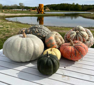 Krewelshof  Kürbisschau 2022 (Wundersame Waldwesen