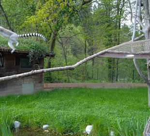 Südamerika Bereich - Katta