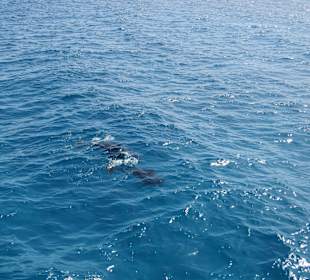 Traumhaft - Delfinausflug Mai 2014