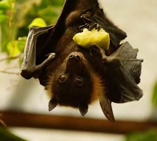 Schöner Stadt Zoo Fuengirola