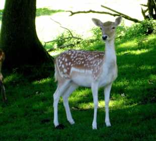Fast wie Disney's Bambi