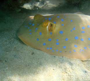 Blaupunktrochen in der Nordbucht