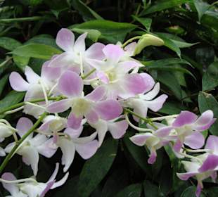 Schöne Orchidee