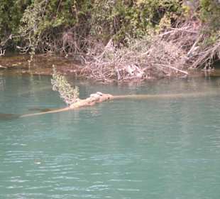 Kleine Wasserschildkröten