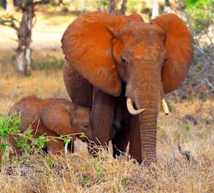 Safari Tsavo Nationalpark