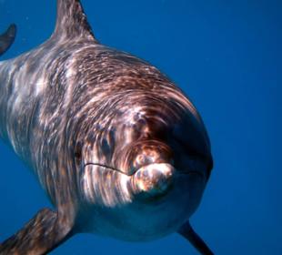 Noch mehr guckt, neugierig wie sie sind!