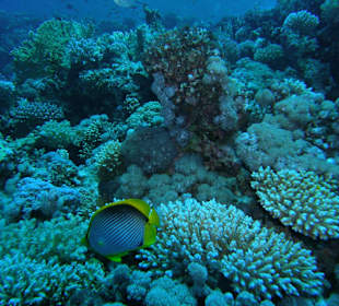 Schnorcheln Nabq Bay	