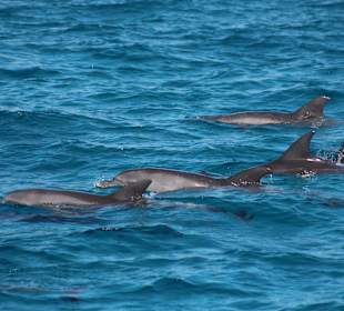 Delfine