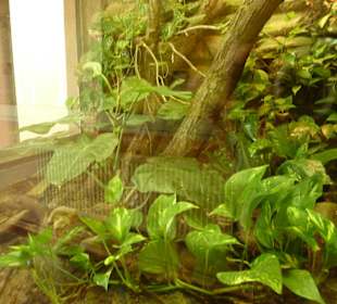 Roter Großteju Terrarium