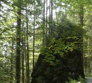 Wasserfall-Tour: Weg Richtung Bodenmais / Klause