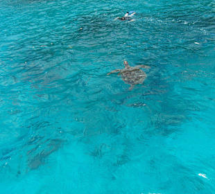 Mit der Schildkröte schnorcheln