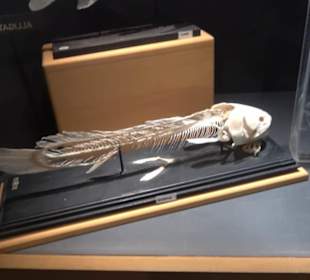 Naturhistorisches Museum