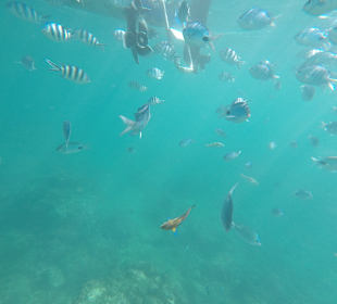 Schnorcheln Pointe aux Piments