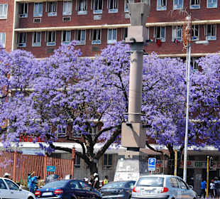 Jacaranda-Bäume in Pretoria