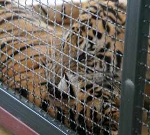 Zabawa tygrysków Tiger Kingdom