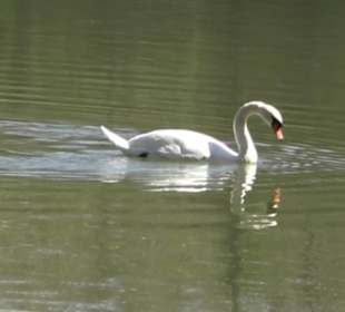 Sport- und Freizeitpark Markwasen