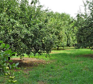 Impressionen aus dem Arboretum Wildeshausen
