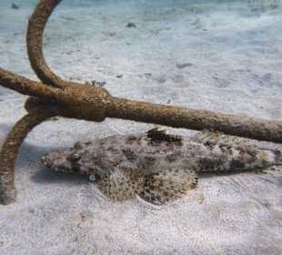 Unterwasserfoto/ Teppichkrokodilfisch