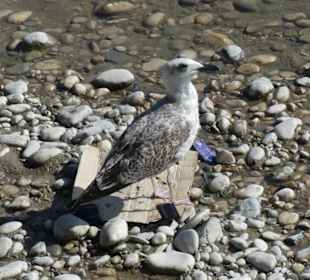 Fluss Etsch Altstadt