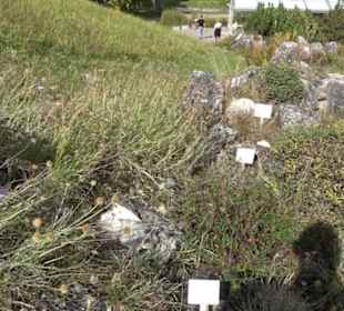 Alpinum