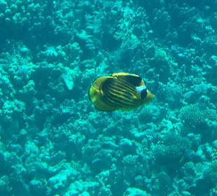 Schnorcheln Soma Bay