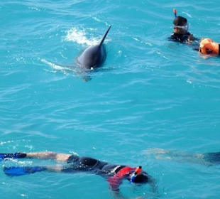 Schwimmen mit Delfinen