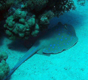 Blaupunktrochen - halb versteckt