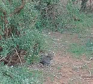 Geführte Touren Marco Polo Tours & Safaris Diani Beach 