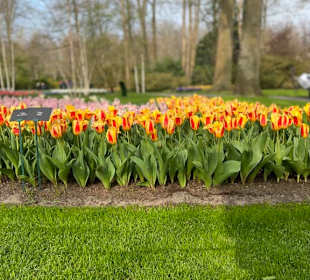 Keukenhof Holland