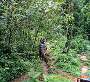 Elefanten-Ausflug im Nationalpark Kao Sok