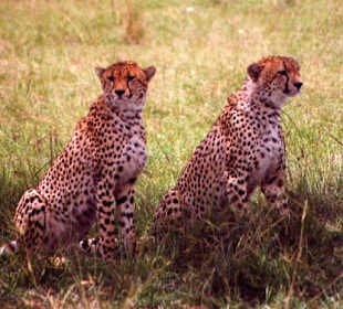 Gepard