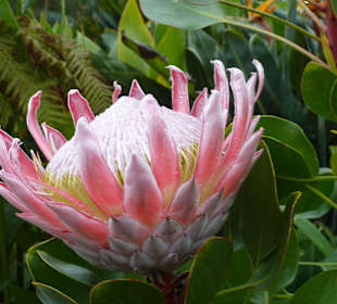 Blütenpracht "hoch oben"